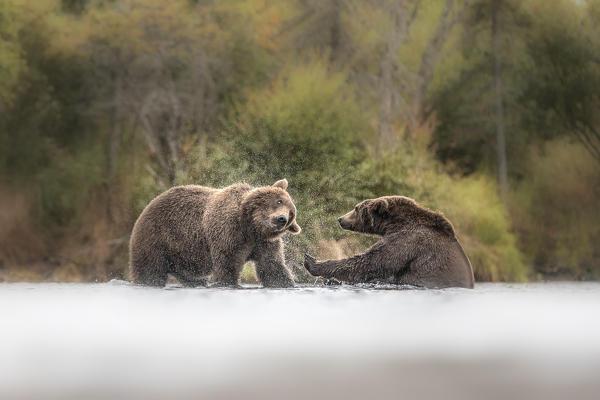 Alaskan brown bears fighting in Katmai National Park and preserve, Alaska, USA