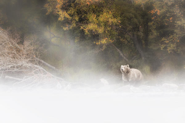 Alaskan brown bear in Katmai National Park and preserve, Alaska, USA