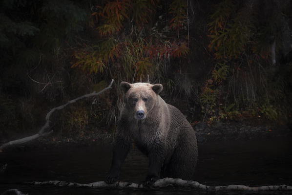 Alaskan brown bear in Katmai National Park and preserve, Alaska, USA

