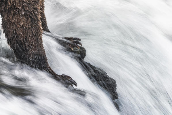 Alaskan brown bear in Katmai National Park and preserve, Alaska, USA