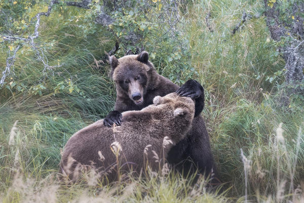 Alaskan brown bear fighting in Katmai National Park and preserve, Alaska, USA