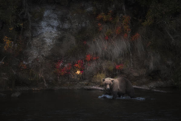 Alaskan brown bear in Katmai National Park and preserve, Alaska, USA