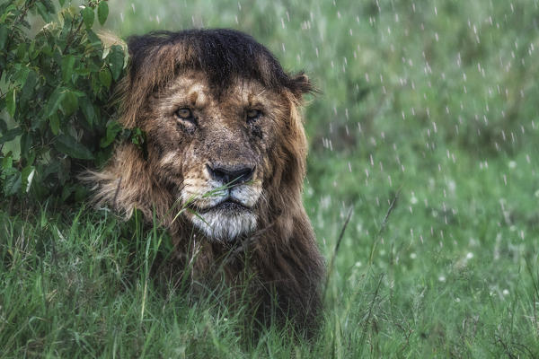 Lion in the rain (panthera leo) in the maasaimara national reserve, kenya