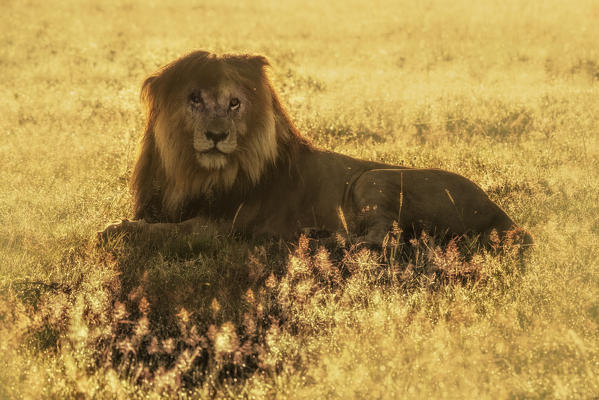 Iconic Lion scarface (panthera leo) in the maasaimara national reserve, kenya, at sunrise
