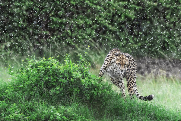 Cheetah (acinonyx jubatus) in the rain, maasaimara, kenya