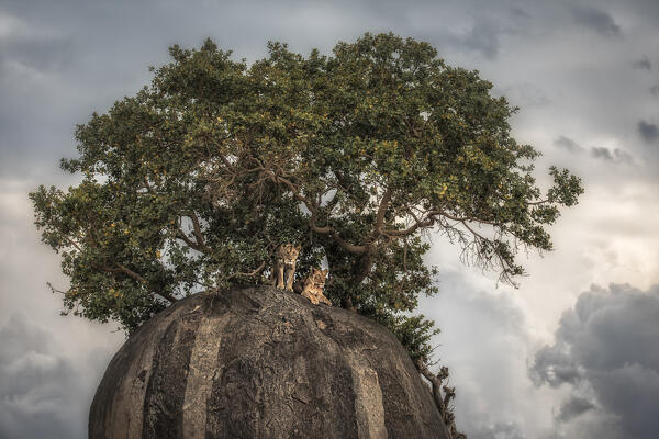 lionesses on a kopje in the Serengeti National Park, Tanzania