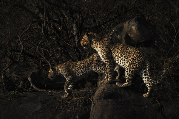 leopard mother and cub in the Serengeti, Tanzania