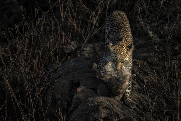 Leopard cub hunting a rock hyrax, Serengeti