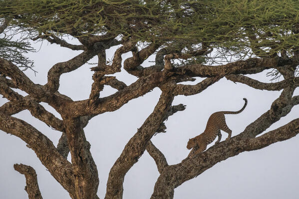 Leopard in the Serengeti, Tanzania