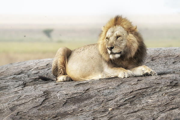 Male lion on a kopje in the Serengeti, Tanzania