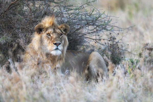 Male lion in the Serengeti, Tanzania