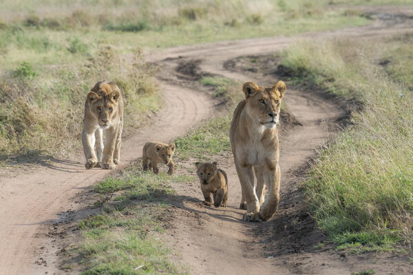 lion family, with cubs, in the Serengeti, Tanzania