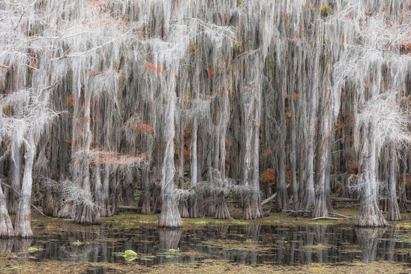 Bald cypress in Autumn Colors, Lake Caddo, Texas
