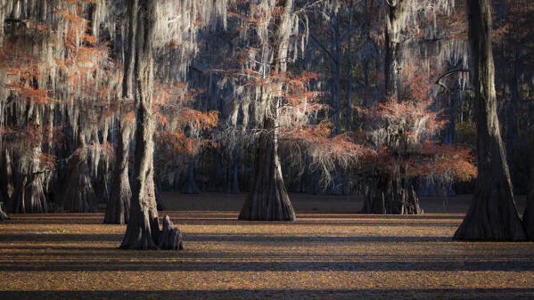 Bald cypress in Autumn Colors, Lake Caddo, Texas
