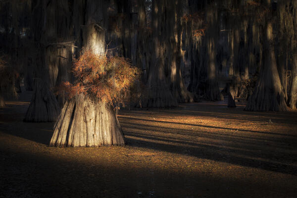 Bald cypress in Autumn Colors, Lake Caddo, Texas
