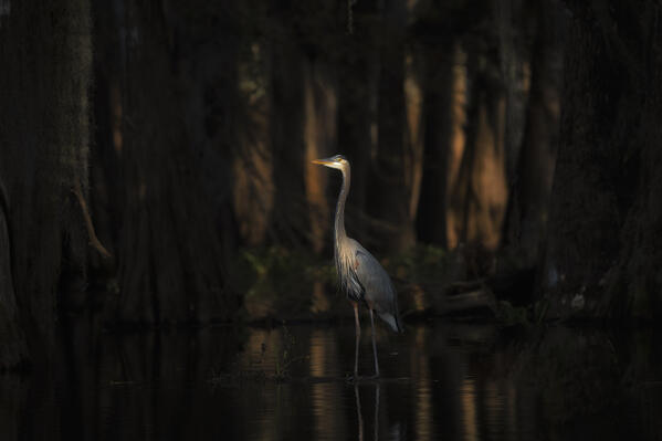 Great Blue Heron in Lake Martin, Atchafalaya Basin, Louisiana