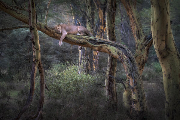 African Lioness in Lake Nakuru National Park, Kenya