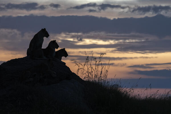 Lion cubs in Maasai Mara, Kenya, at sunset
