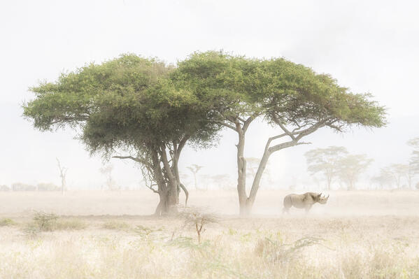 Black Rhino in Lake Nakuru National Park, Kenya.