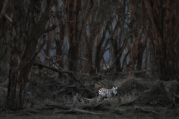 Common zebra in Lake Nakuru National Park, Kenya.