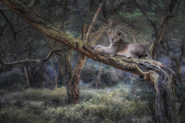 African Lioness in Lake Nakuru National Park, Kenya
