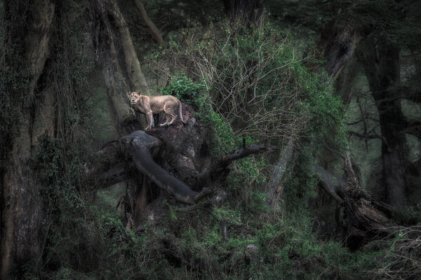 African Lioness in Lake Nakuru National Park, Kenya
