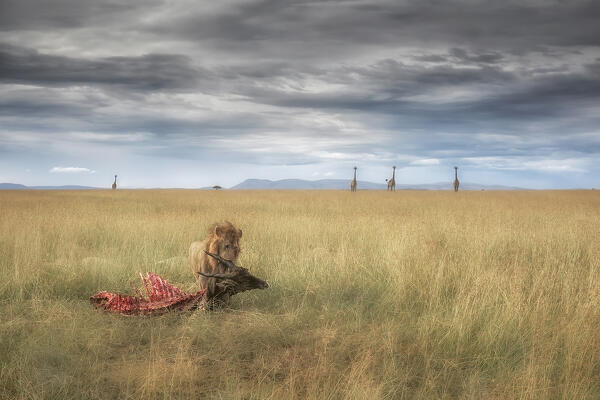 Male lion with a fresh kill, Maasaimara, Kenya
