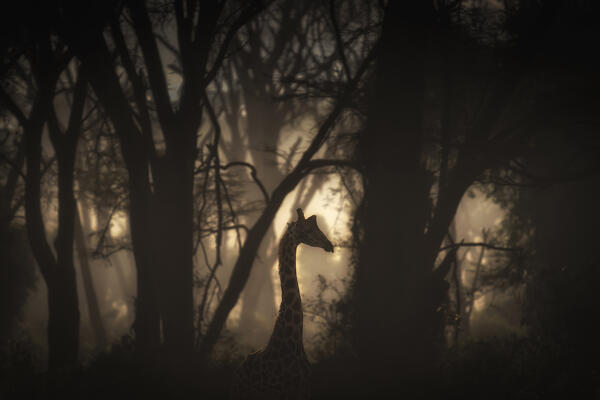 Rothschild giraffes in Lake Nakuru National Park, Kenya