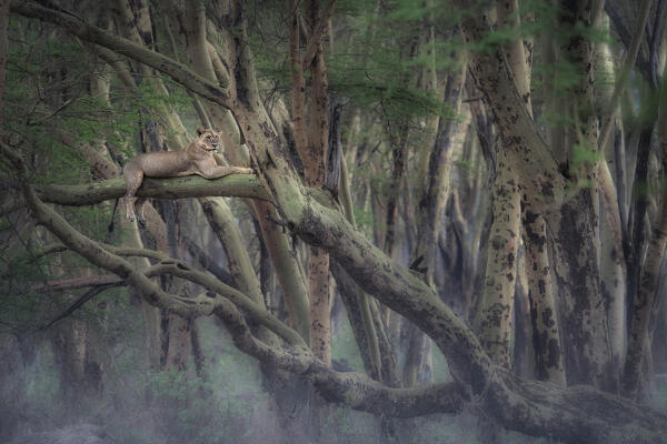 African Lioness in Lake Nakuru National Park, Kenya