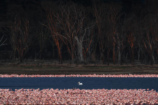 Great white pelican among lesser flamingos, Lake Nakuru, Kenya
