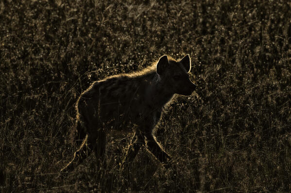 Spotted hyena in the maasaimara at sunrise