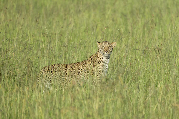 Leopard in the high grass, maasaimara, Kenya