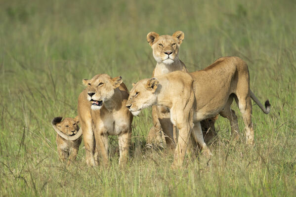 Lions in the high grass in the Maasaimara, Kenya
