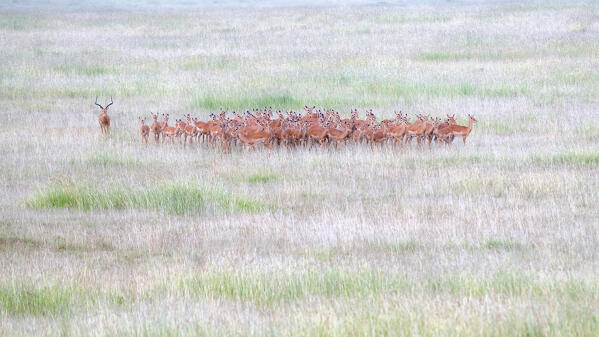 A herd of impalas in the Maasaimara, Kenya