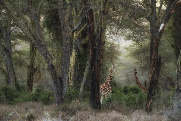 Rothschild's giraffe (Giraffa camelopardalis rothschildi), in the forest of Lake Nakuru National Park, Kenya 

