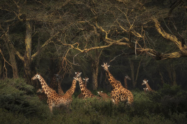 Rothschild's giraffes (Giraffa camelopardalis rothschildi), in the forest of Lake Nakuru National Park, Kenya 

