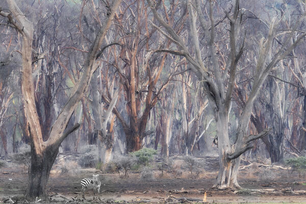 A zebra in the dead forest around Lake Nakuru, Kenya