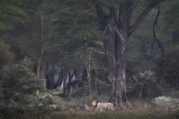 Lions in Lake Nakuru National Park, Kenya