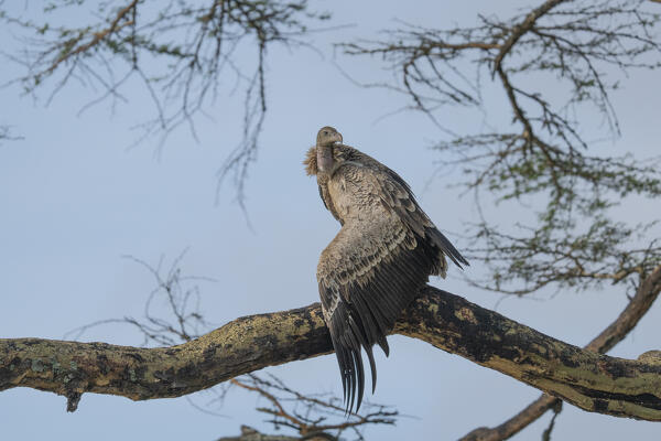 white-backed vulture (Gyps africanus) in Lake Nakuru National Park, Kenya