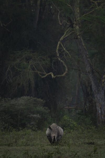 white rhino in Lake Nakuru National Park, Kenya
