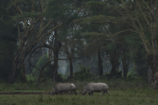 white rhino in Lake Nakuru National Park, Kenya
