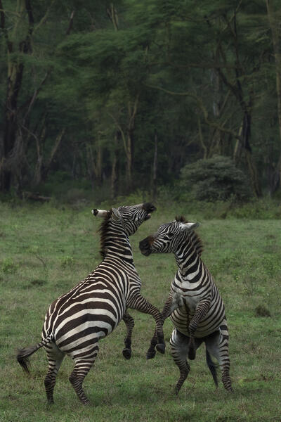 zebras fighting in Lake Nakuru National Park