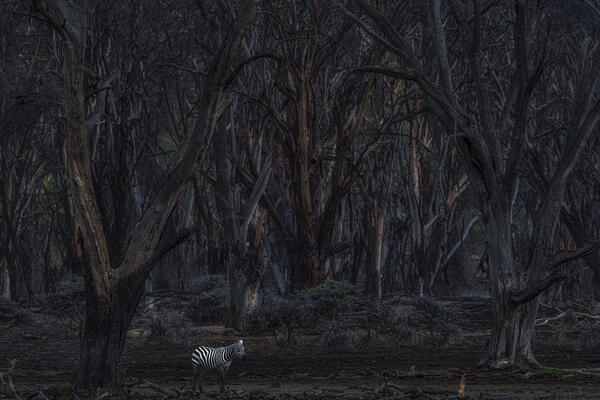 A zebra depicted in the dead forest flooded by Lake Nakuru, Kenya