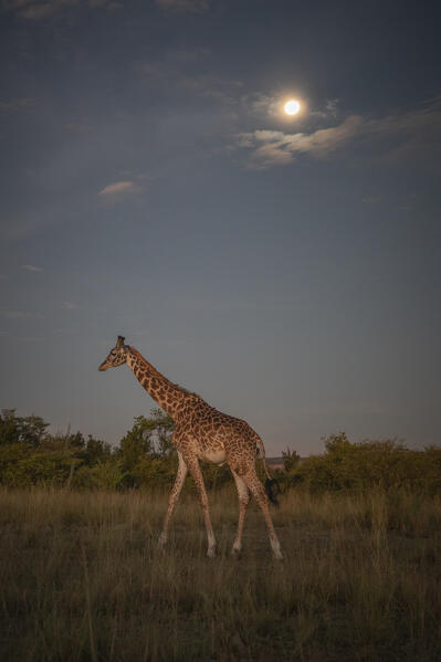 Masai giraffe (Giraffa camelopardalis tippelskirchi or Giraffa tippelskirchi) in the grassland of the Maasaimara, Kenya
