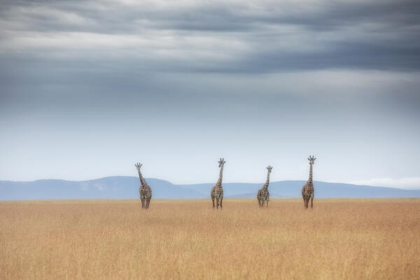 Masai giraffe (Giraffa camelopardalis tippelskirchi or Giraffa tippelskirchi) in the grassland of the Maasaimara, Kenya
