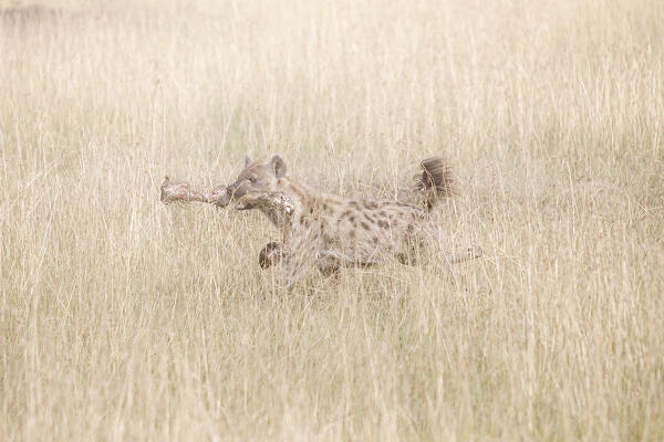 Spotted hyena in the Maasaimara, Kenya


