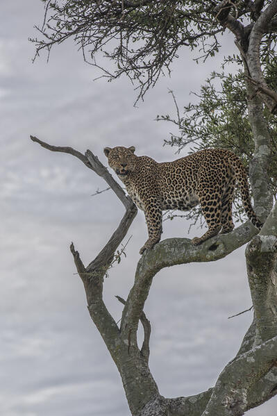Leopard on top of a tree, maasaimara national reserve, Kenya