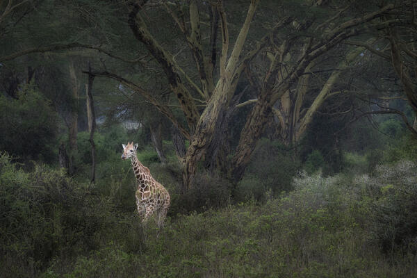 Rothschild's giraffe (Giraffa camelopardalis rothschildi), in the forest of Lake Nakuru National Park, Kenya 

