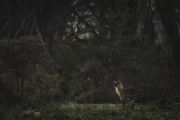 Waterbuck in lake Nakuru National Park, Kenya
