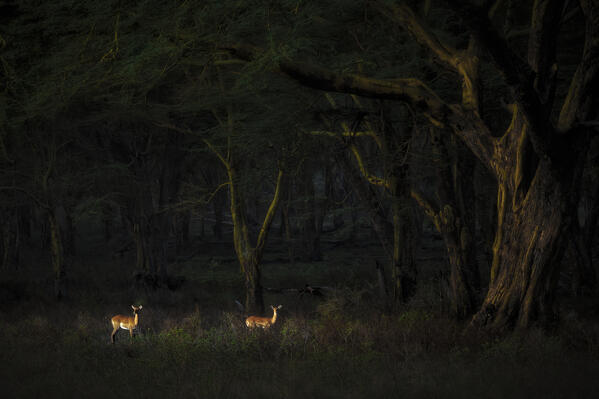 Impalas in the forest in Lake Nakuru National Park, Kenya